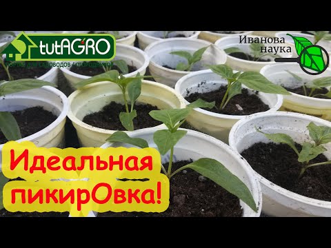 Видео: ДАЖЕ НАУЧНЫЙ СОТРУТНИК НЕ ЗНАЕТ ОБ ЭТОМ! Как ИДЕАЛЬНО провести пикировку С ЗАГЛУБЛЕНИЕМ.