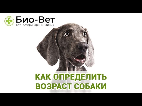 Видео: Как Определить Возраст Собаки & Почему Важно Знать Возраст Собаки. Ветклиника Био-Вет