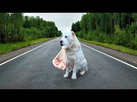 Видео: Алабай с младенцем в зубах сидел на дороге, надеясь остановить машину. Он вынес его из горящего дома