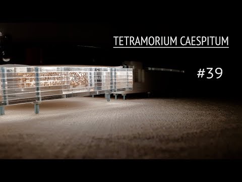 Видео: Tetramorium caespitum//переселение//макро