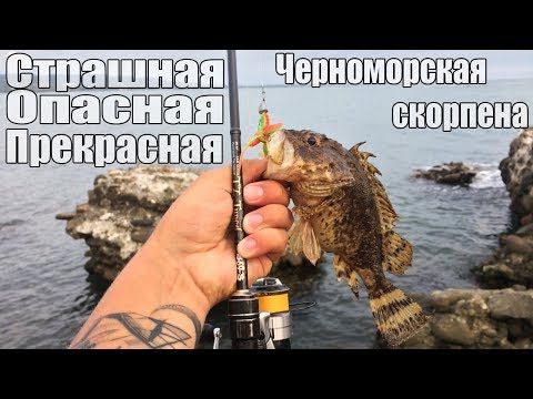 Видео: СТРАШНАЯ! ОПАСНАЯ! ПРЕКРАСНАЯ! Черноморская скорпена