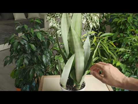Видео: Сансевиерия Муншайн. Особенности сорта/формы роста/пересадка/правильный уход.
