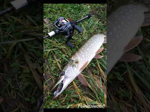 Видео: Микро Осень! НМРToday! OnlyCast! Catch&Release Priority! 