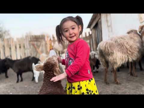 Видео: “Бақытты отбасы” байқауы