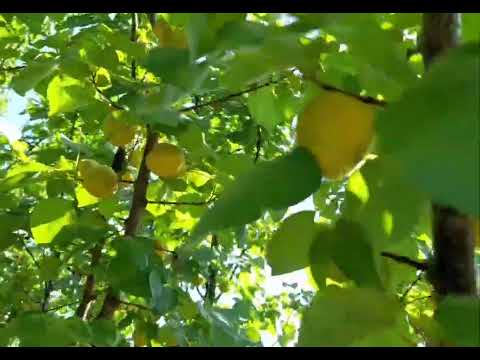 Видео: На Кубани жара.Спасаем растишки.#персикнектарин#работывсаду#