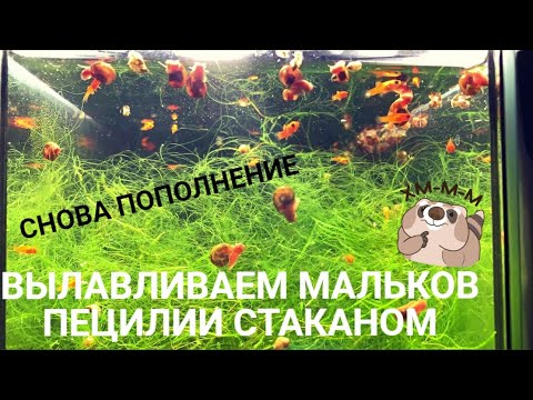 Видео: МНОГО КРАСНЫХ ТОЧЕК В СЛОЕ РОГОЛИСТНИКА l ВЫЛАВЛИВАЕМ МАЛЬКОВ ПЕЦИЛИИ СТАКАНОМ