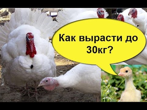 Видео: КАК ПРАВИЛЬНО КОРМИТЬ ИНДЮШАТ, чтобы они  выросли  до  30 кг. Купить индюшат