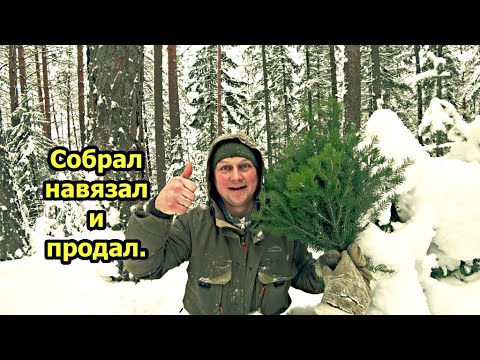 Видео: Два часа работы 500 р. в кармане. Пихтовые веники. Собрал, связал, продал. Заработок в деревне зимой