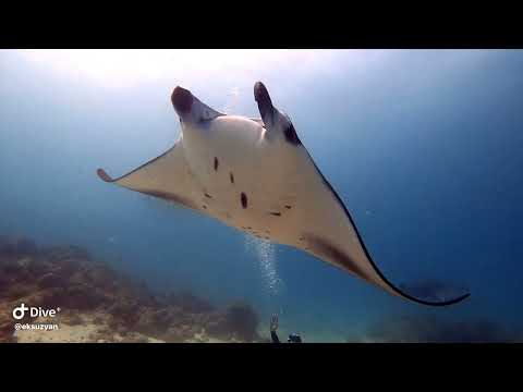 Видео: Дайвинг на Мальдивах 2025. Остров Расду. 4К. Первая часть.