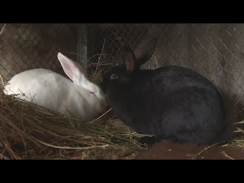 Видео: 15 қоян бір қойдың шөбін жейді – Ерекше кәсіп иесі