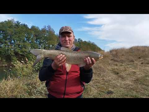 Видео: АМУР на новій водоймі