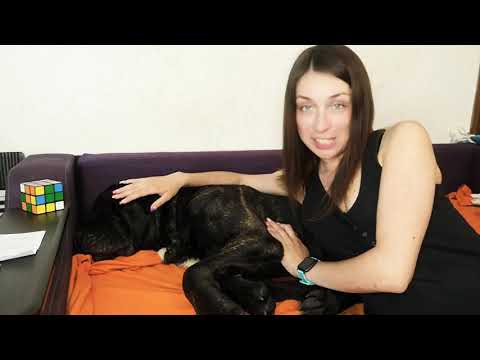 Видео: Плюсы и минусы собак породы Кане Корсо, Cane Corso.