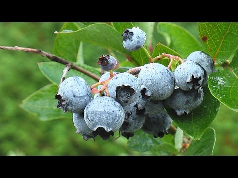 Видео: Голубика и органическое земледелие