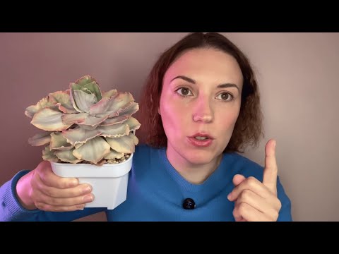 Видео: Грунт для суккулентов: из чего и как составить