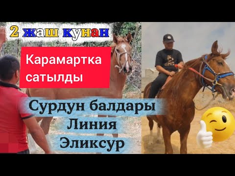 Видео: Сур аттын уругу линия Эликсур