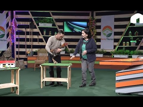Видео: Агро Чарба / Тоок багып, андан кантип киреше тапса болот? / 2020