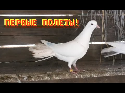 Видео: Первый полет на полигоне!