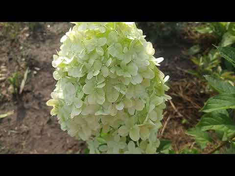 Видео: Гортензия Лаймлайт. Мои ошибки при выращивании и пути их устранения.