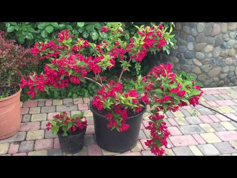 Видео: Выращивание ВЕЙГЕЛЫ в контейнере.