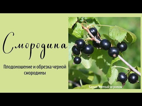 Видео: Смородина.  Плодоношение и обрезка черной смородины.