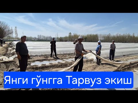 Видео: 3-Қисм.  Янгича  тарвуз экиш.