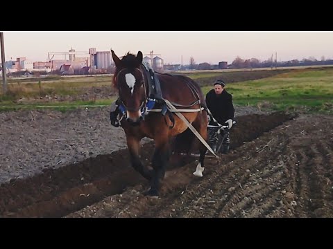 Видео: КОБЫЛА ЛИТОВСКИЙ ТЯЖЕЛОВОЗ В РАБОТЕ/ПАШЕМ ОГОРОД