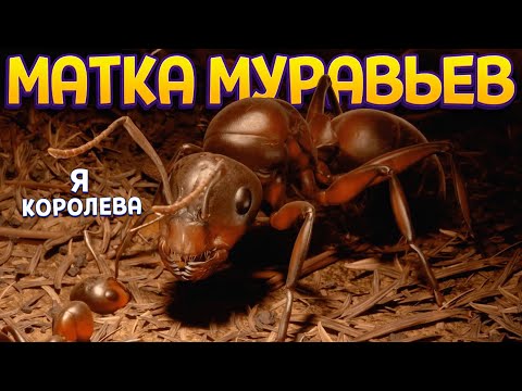 Видео: МАТКА МУРАВЬЕВ КОРОЛЕВА КОЛОНИИ ( Empire of the Ants )