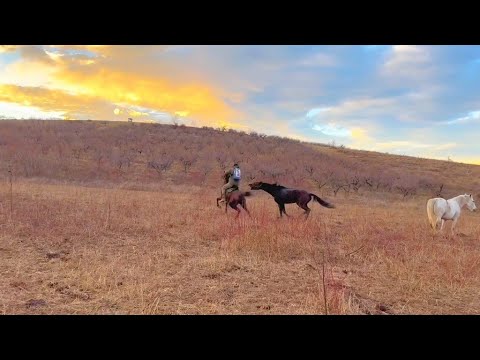 Видео: Ловим дерзкого жеребца😂. часть 1.