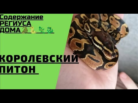 Видео: Королевский Питон - Содержание Змеи Дома