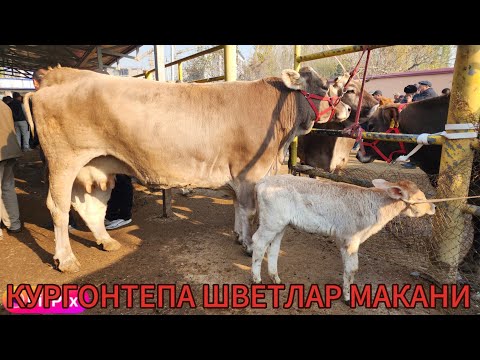 Видео: КУРГОТЕПА ШВЕТЛАР МАКОНИГА ЗУР ШВЕТЛАР ЧКАДИ ХАР САПАР 