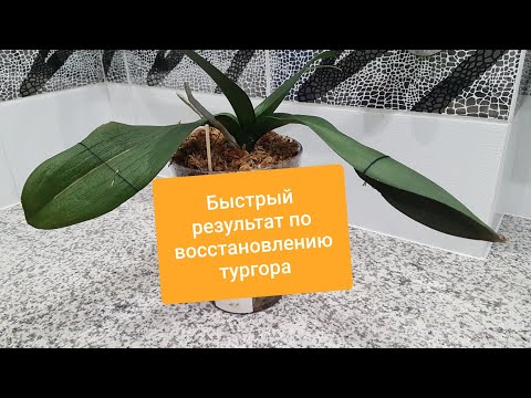 Видео: Как ЛЕГКО и БЫСТРО восстановить тургор у орхидеи? Восстановление тургора за 5 дней 😍.