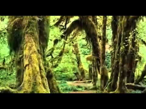 Видео: Уматурман  - Где поляны