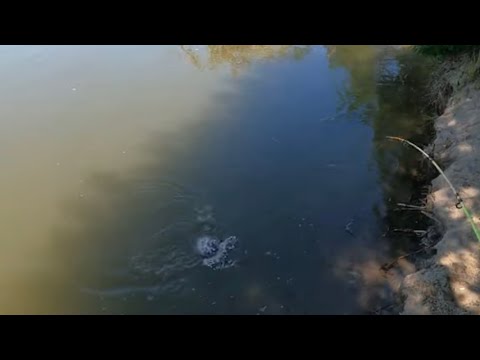 Видео: Сломал спиннинг, но наловил рыбы.