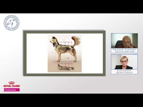 Видео: Лекция 1. Русский той | Lecture 1. Russkiy Toy (Russian Toy, FCI Standard Nr 352)