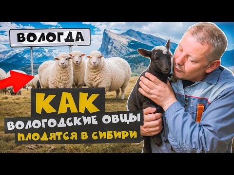 Видео: Невероятно, но факт: РОМАНОВСКИЕ ОВЦЫ успешно обживают #МоеПодворье