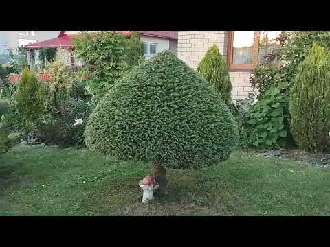 Видео: Сад фейерверк !!! В гостях у Натальи и Виктора.