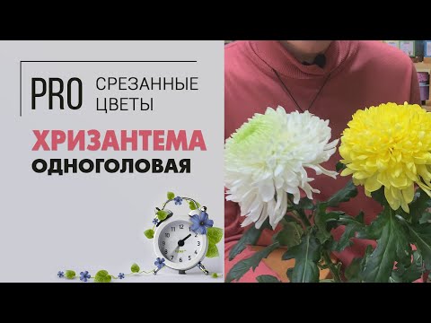Видео: На что стоит обратить внимание, когда вы покупаете хризантему