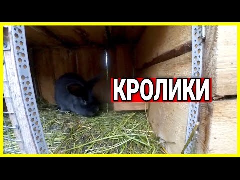 Видео: ЧОМУ КРОЛИЦІ НЕ ГОДУЮТЬ КРОЛЕНЯТ?