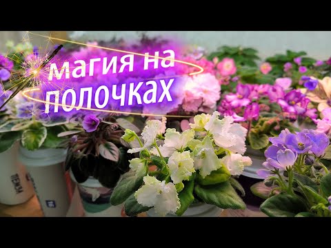 Видео: Магия на моих фиалочных полочках. 2 недели до открытия выставки. Часть 1