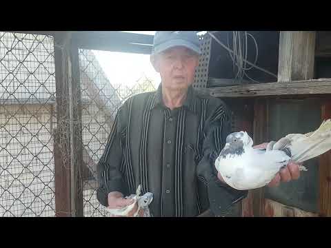Видео: Продажа. Николаевские высоколётные голуби П.И. Губы