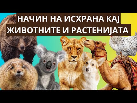 Видео: Начин на исхрана кај растенијата и животните - Природни науки 4-то одделение учебник