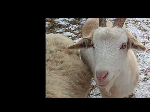 Видео: Дополнение.. 