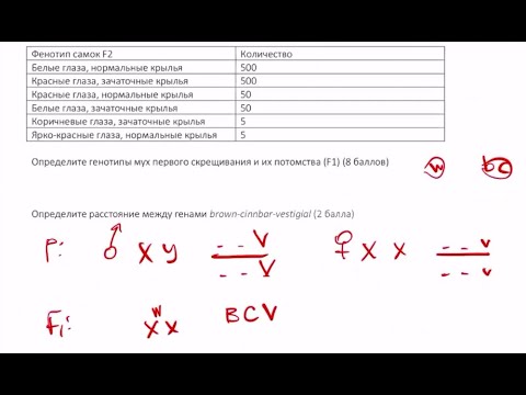 Видео: Разбор второго тура Областной олимпиады по биологии 2018