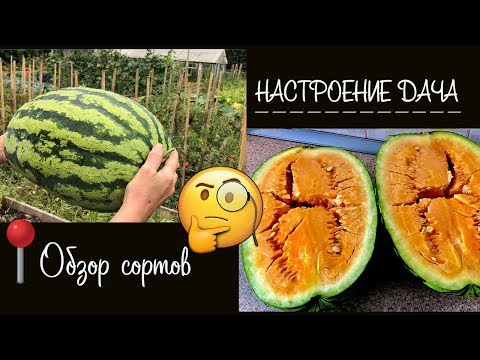 Видео: 🧐 Обзор на арбуз 🍉 " Оранж Глоу" США / Watermelon "Orangeglo" USA