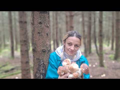 Видео: Сказочный лес грибов, часть вторая 🤗