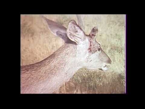 Видео: HD 01 1.Даштичум. Искандар Икромов.