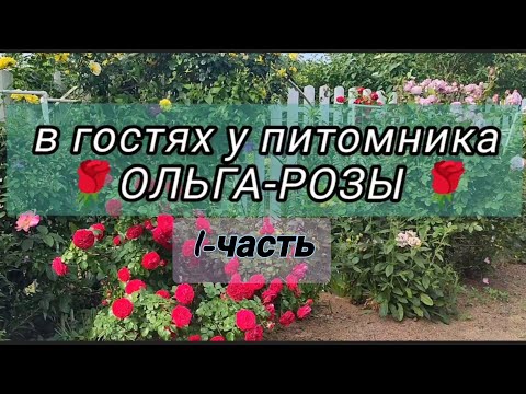 Видео: Vlog-237. 1-ЧАСТЬ: В гостях у питомника ОЛЬГА-РОЗЫ🌹 Первая волна цветения, тысячи сортов РОЗ!!!