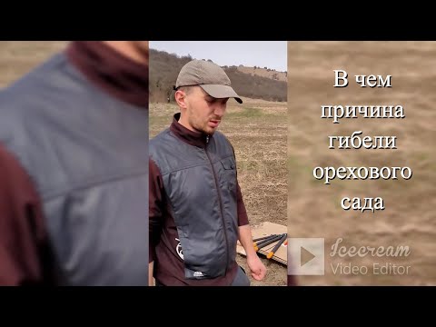 Видео: Чандлер. Вся правда о сорте. Что стало причиной гибели орехового сада №8