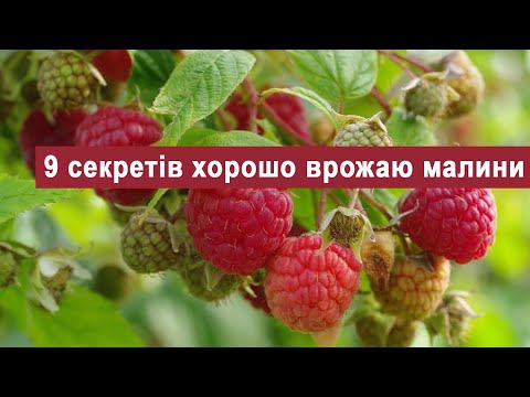 Видео: ✅ ТОП 9 порад для отримання хорошого врожаю малини від Кліома Сервіс