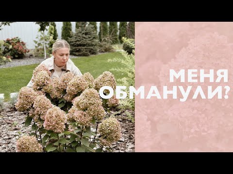 Видео: 🥺🥺 ВСЁ ПОШЛО НЕ ПО ПЛАНУ 🌱 ГДЕ МОИ ГОРТЕНЗИИ 😔🤔 ДАВАЙТЕ РАЗБИРАТЬСЯ